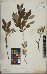 Foto von Salix lapponum L.